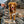 Wilderdog Large Carabiner Leashes Dog Wilderdog 