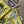 ilikesara | art + goods - Zippered pouch | outside cats - yellow nature kitty pencil, supply, makeup bag with waterproof lining
