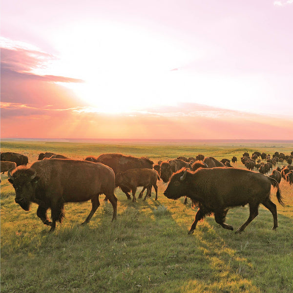 Patagonia Provisions - Bison Sticks - Ranch - Grass-Fed and Finished (12 Pack)