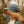 Bird Collective - Common Loon Camp Hat