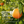 Noshinku - Refillable Orange Coriander Moisturizing Hand Sanitizer