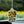 Three Potato Four - 3P4 x Peanuts® - Snoopy Garden Air Freshener