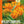 Microcosm Publishing & Distribution - Wildflowers of the Midwest