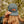 Bird Collective - Common Loon Camp Hat