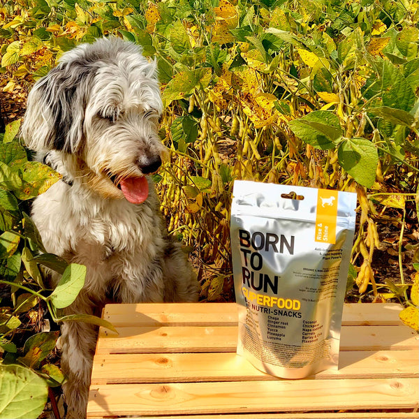 BORN TO RUN DOGS - RISE & SHINE Anti-inflammatory & Joint Support Treats 192g