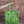 ilikesara | art + goods - Tote bag | fern specimens - green plant canvas screenprinted tote