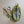 ilikesara | art + goods - Zippered pouch | cicada - yellow & brown bug/insect pencil, supply, makeup bag with waterproof lining