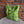 ilikesara | art + goods - Tote bag | fern specimens - green plant canvas screenprinted tote