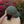 Bird Collective - Backyard Birds Washed Hat