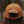 Bird Collective - Barn Owl Corduroy Hat