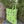 ilikesara | art + goods - Tote bag | fern specimens - green plant canvas screenprinted tote