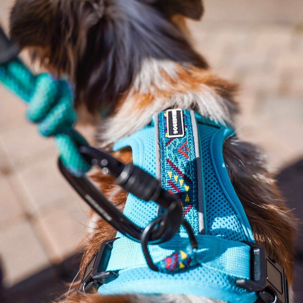 Wilderdog  Gear for Dogs on Adventures