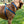 Woven Dog Harness United By Blue Wave / M 